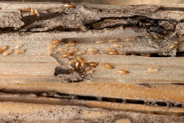 Best Residential Pest Control  in Augusta, KS